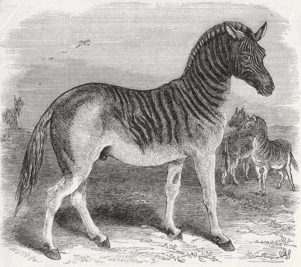 EXTINCT ANIMALS. The Quagga (Asinus Quagga) 1859 old antique print picture